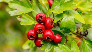 Cardio Slim Tea Ingredient